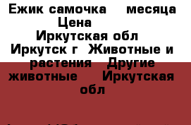 Ежик самочка, 2 месяца. › Цена ­ 4 000 - Иркутская обл., Иркутск г. Животные и растения » Другие животные   . Иркутская обл.